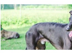 (禁养猛犬<span class=
