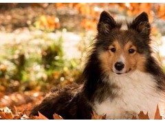 (中型犬榜中榜)世界十<span class=