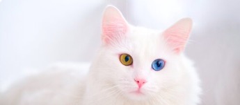 361707255399_.pic