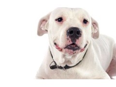 (最贵的犬种<span class=