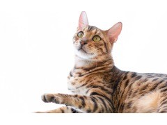 (短毛猫<span class=