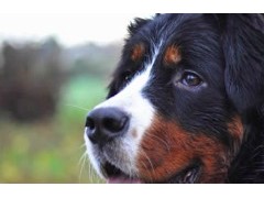 (对小孩最友善的的犬种<span class=