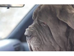 (意大利十大本土特有犬种狗狗大全)意大利本土特有犬种盘<span class=