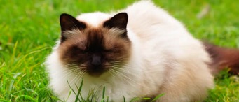181707968234_.pic