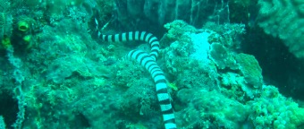 9251708245226_.pic
