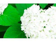 (最美芙蓉品种盘<span class=