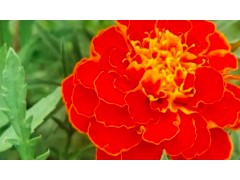 (中国十<span class=