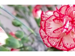 (最漂亮的杜鹃花盘<span class=