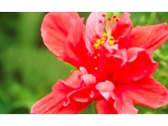 (常见的绿篱植物种类<span class=