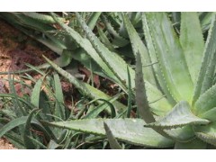(世界有名的草本植物清单)世界十大名草有哪些 人参被视为<span class=